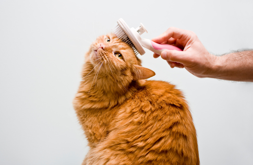 take care of cat health