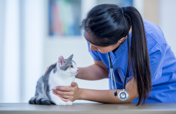 Frequency of veterinary check ups for cat health